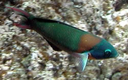 Thalassoma duperreyi (Girelle-Paon à Selle)