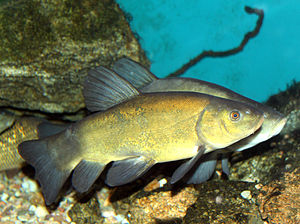 Tinca tinca (Common tanker)