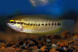 Trichogaster pectoralis (Snake skin gourami)