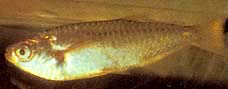 Triportheus albus (Tetra-maker with yellow fins)