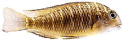 Tropheus moorii (Tropheus moorii)