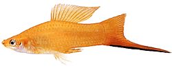 Xiphophorus helleri (School holder (XIPHO))