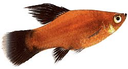 Xiphophorus maculatus (Platy)