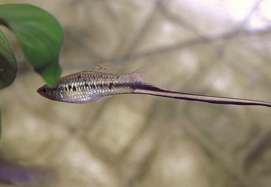 Xiphophorus montezumae (Montezuma sword holder)